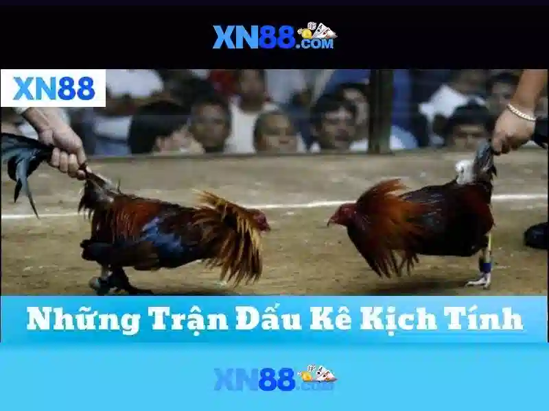xn88: Nền tảng giải trí và cược trực tuyến Go88