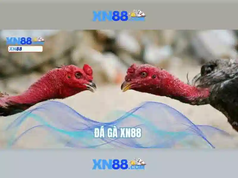 xn88 bet live – Trải nghiệm đỉnh cao và dịch vụ cá cược số 1 Đăng Nhập